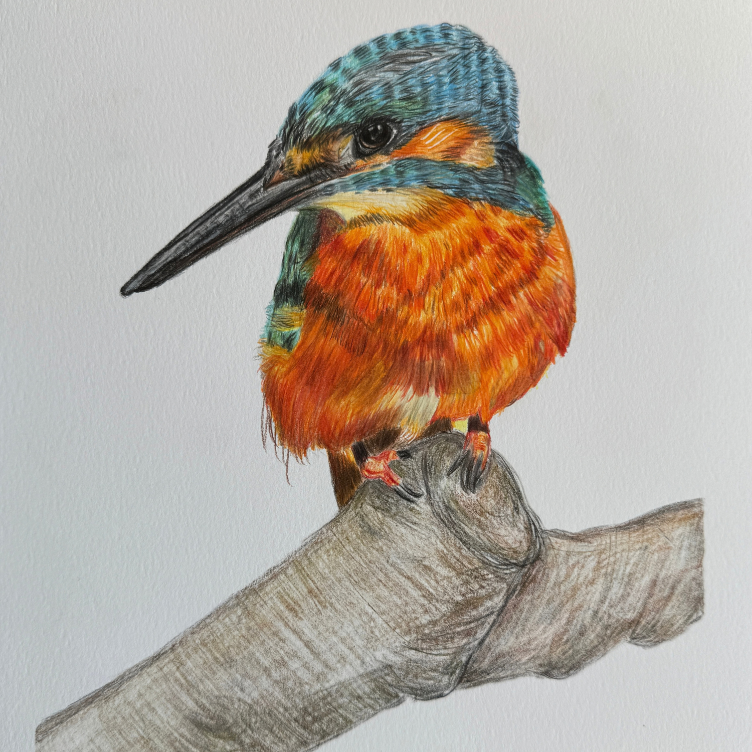 "Cheeky Beaky" - Kingfisher - Original Art