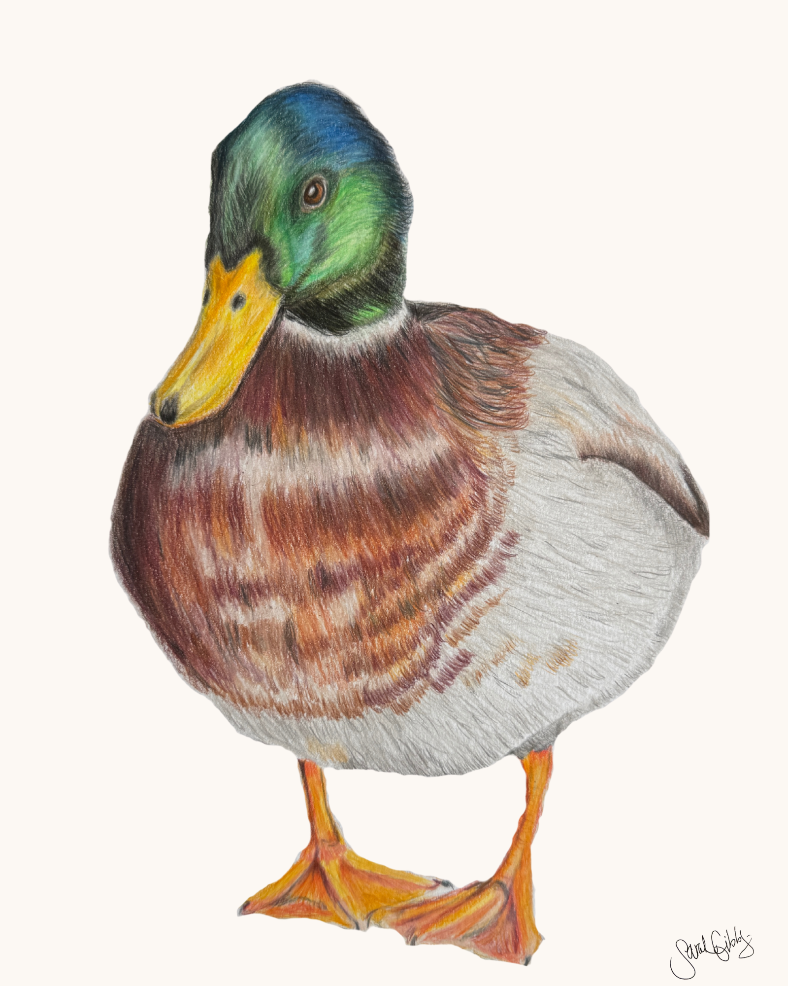 Mallard Duck Art Print