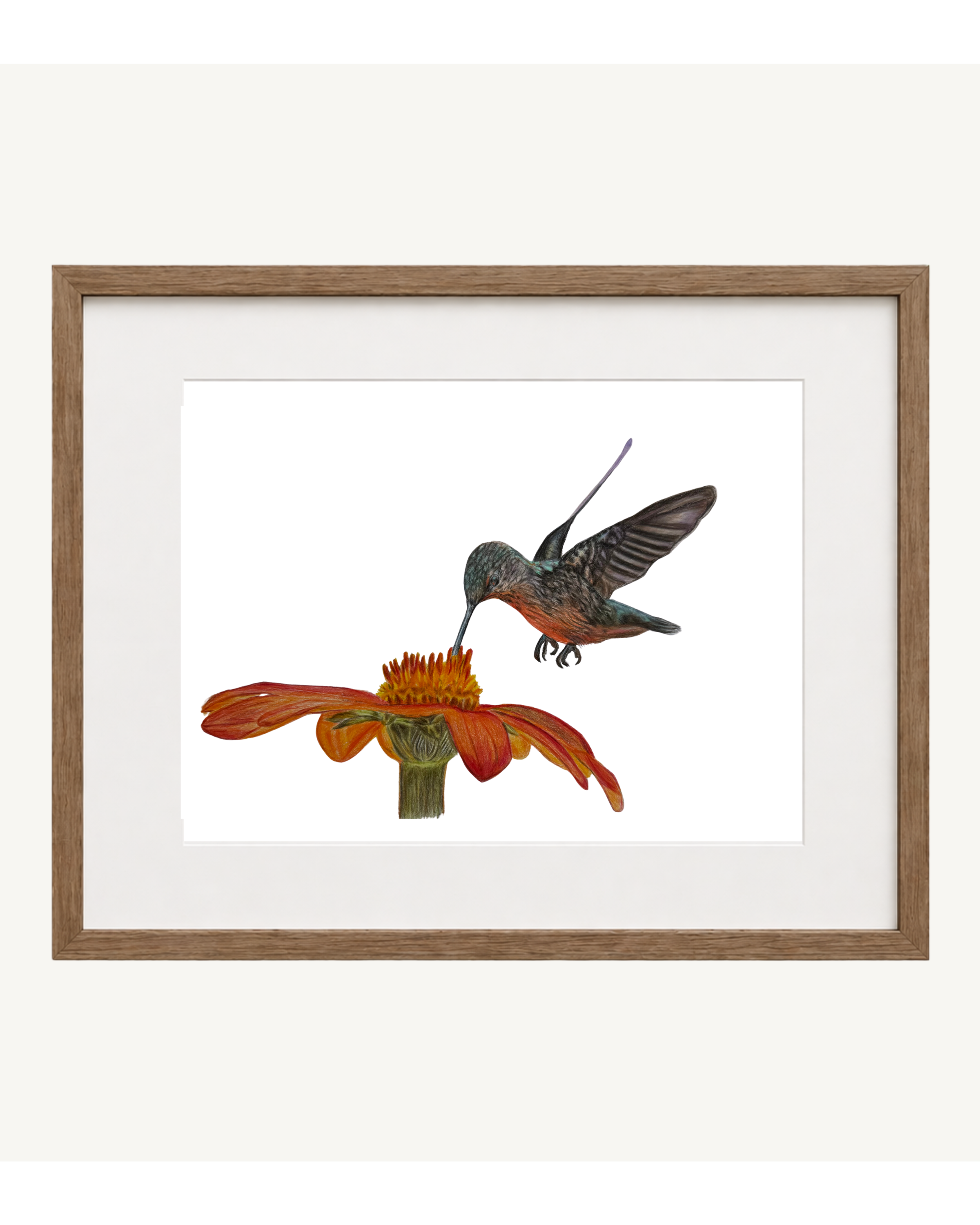 Hummingbird Art Print