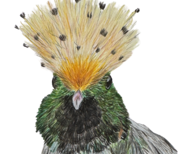 spangled coquette Hummingbird Art Print.png