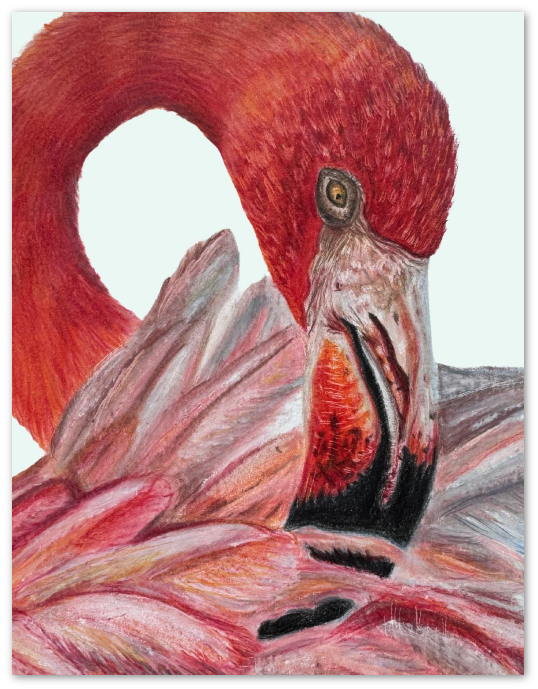 Flamingo Card Thumbnail.png