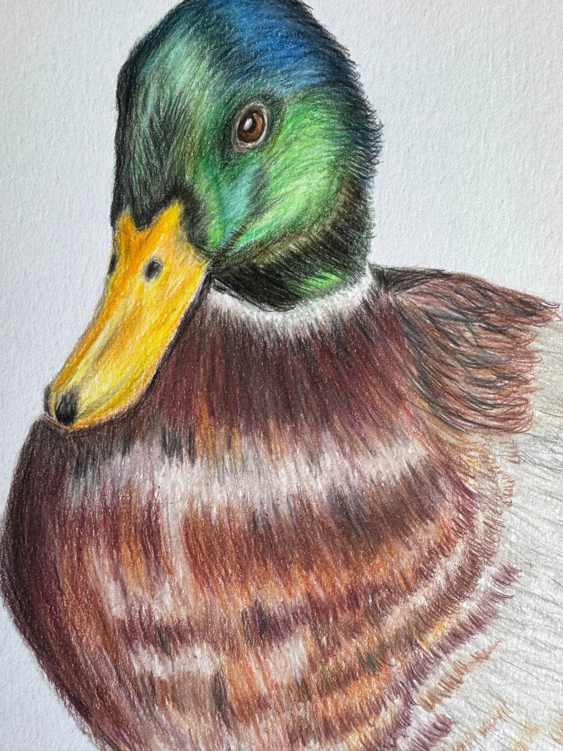 /mallard-duck-original-colored-pencil-drawing