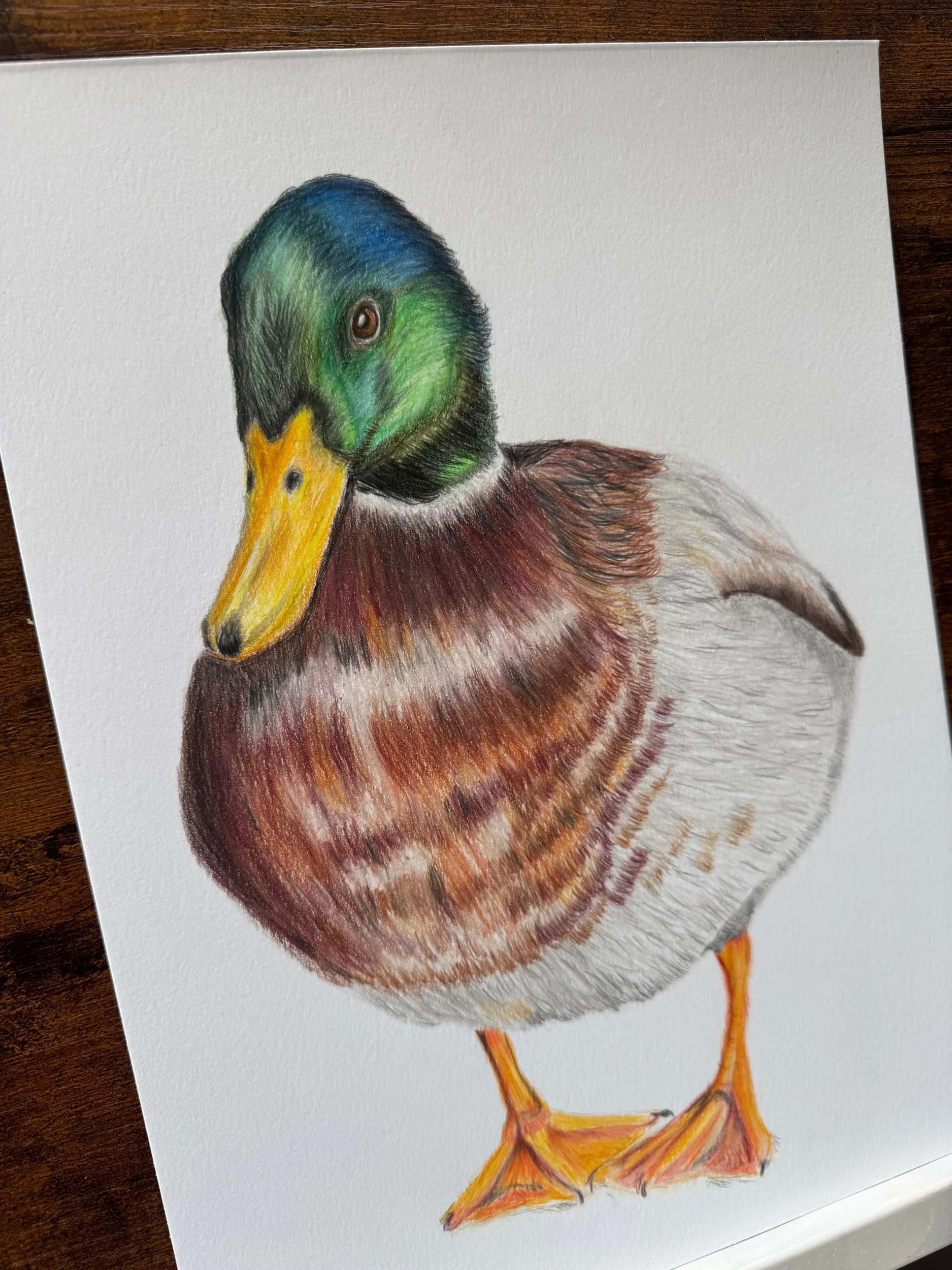 /mallard-duck-original-colored-pencil-drawing