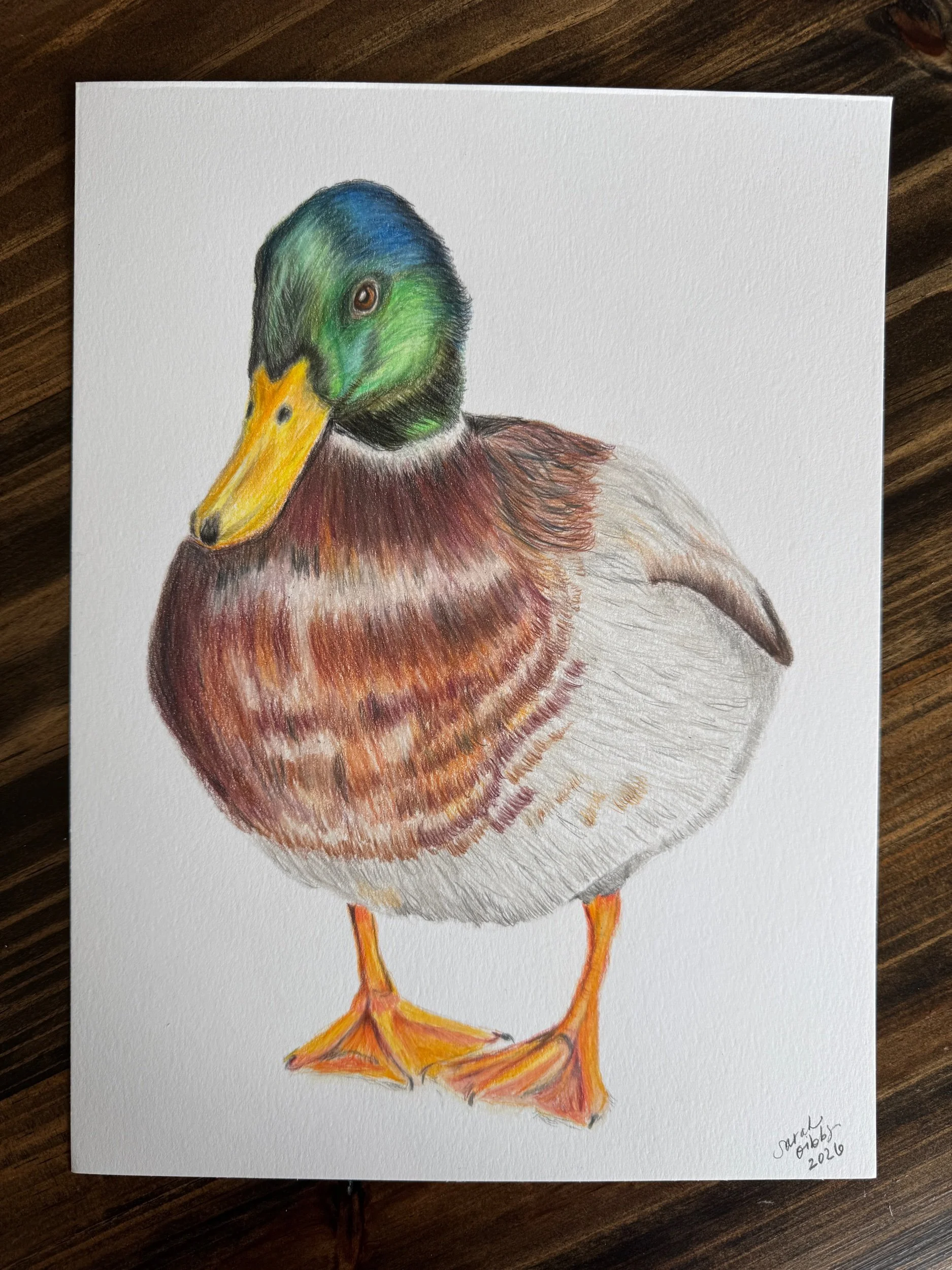 /mallard-duck-original-colored-pencil-drawing