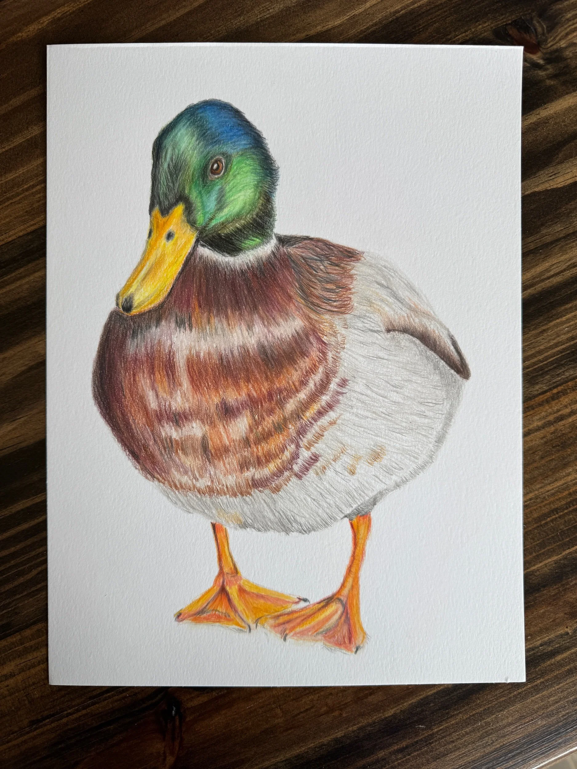 /mallard-duck-original-colored-pencil-drawing