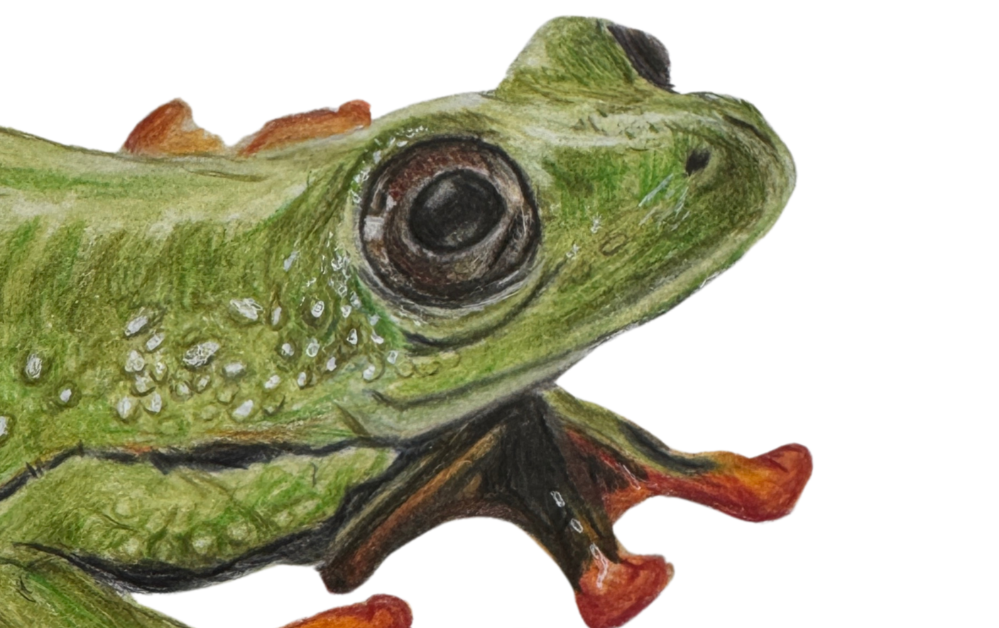 Frog Art