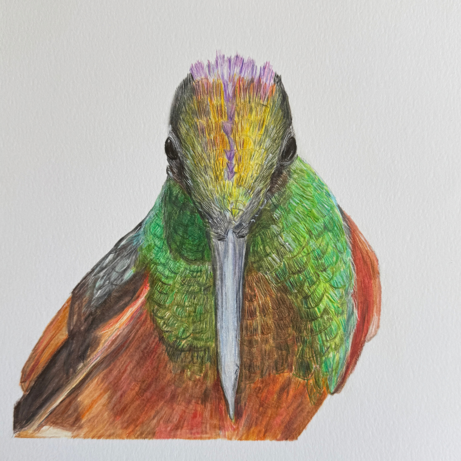 colorful hummingbird original art.png