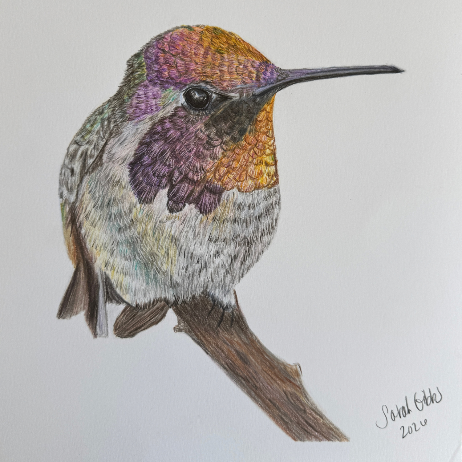 "Aurora Cupcake" - Hummingbird - Original Art