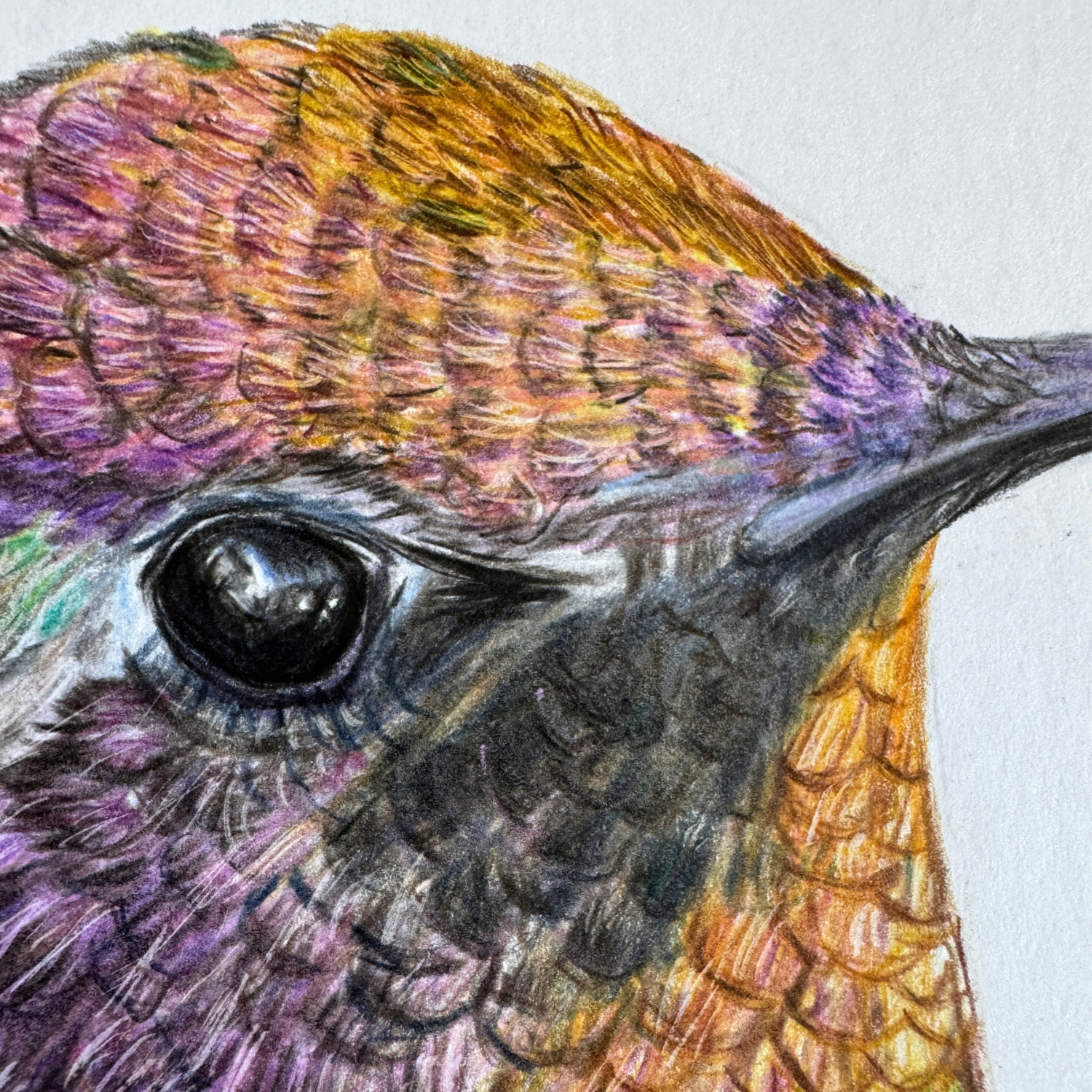annas hummingbird art.png