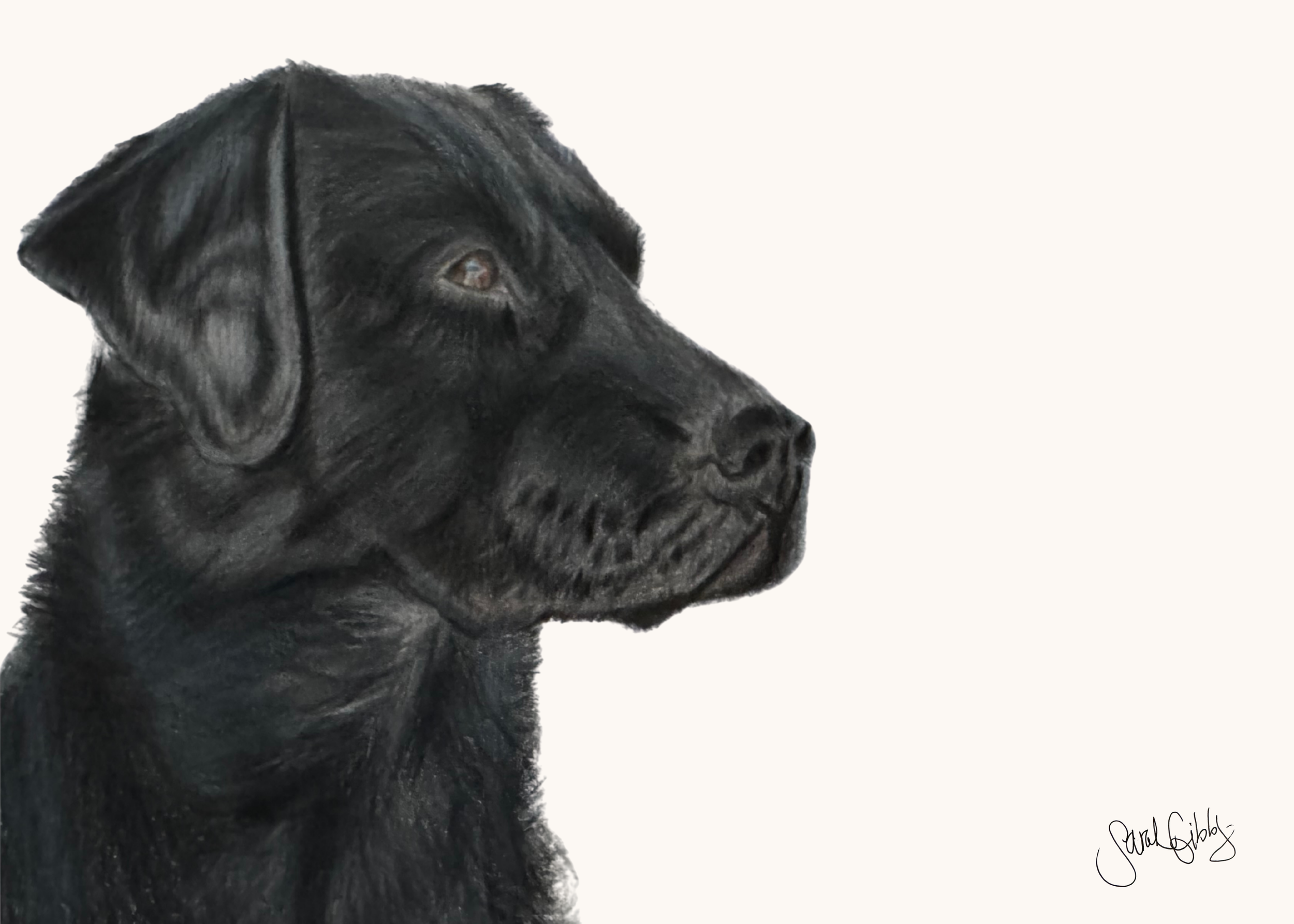 Black Lab