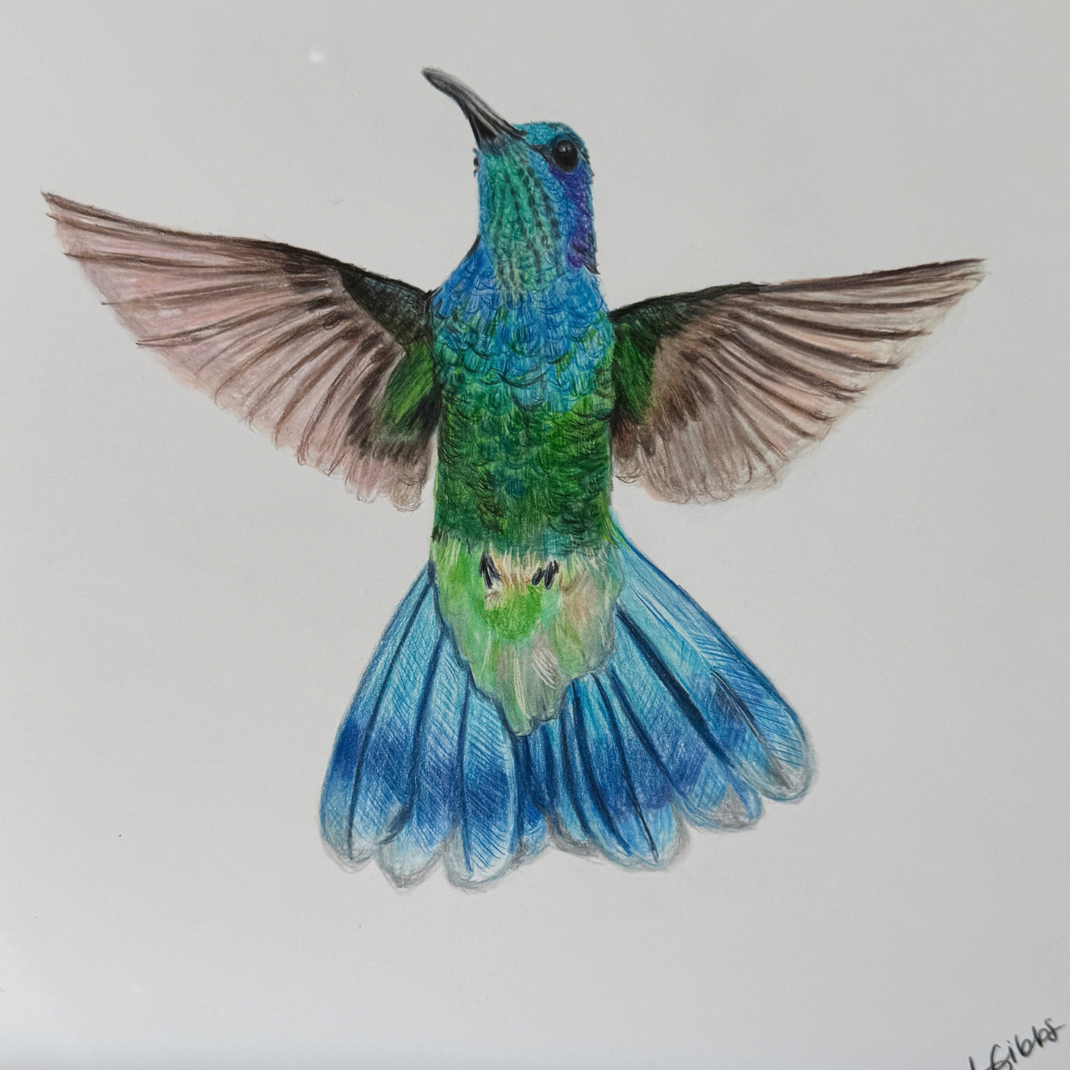 Blue flying hummingbird original art.png