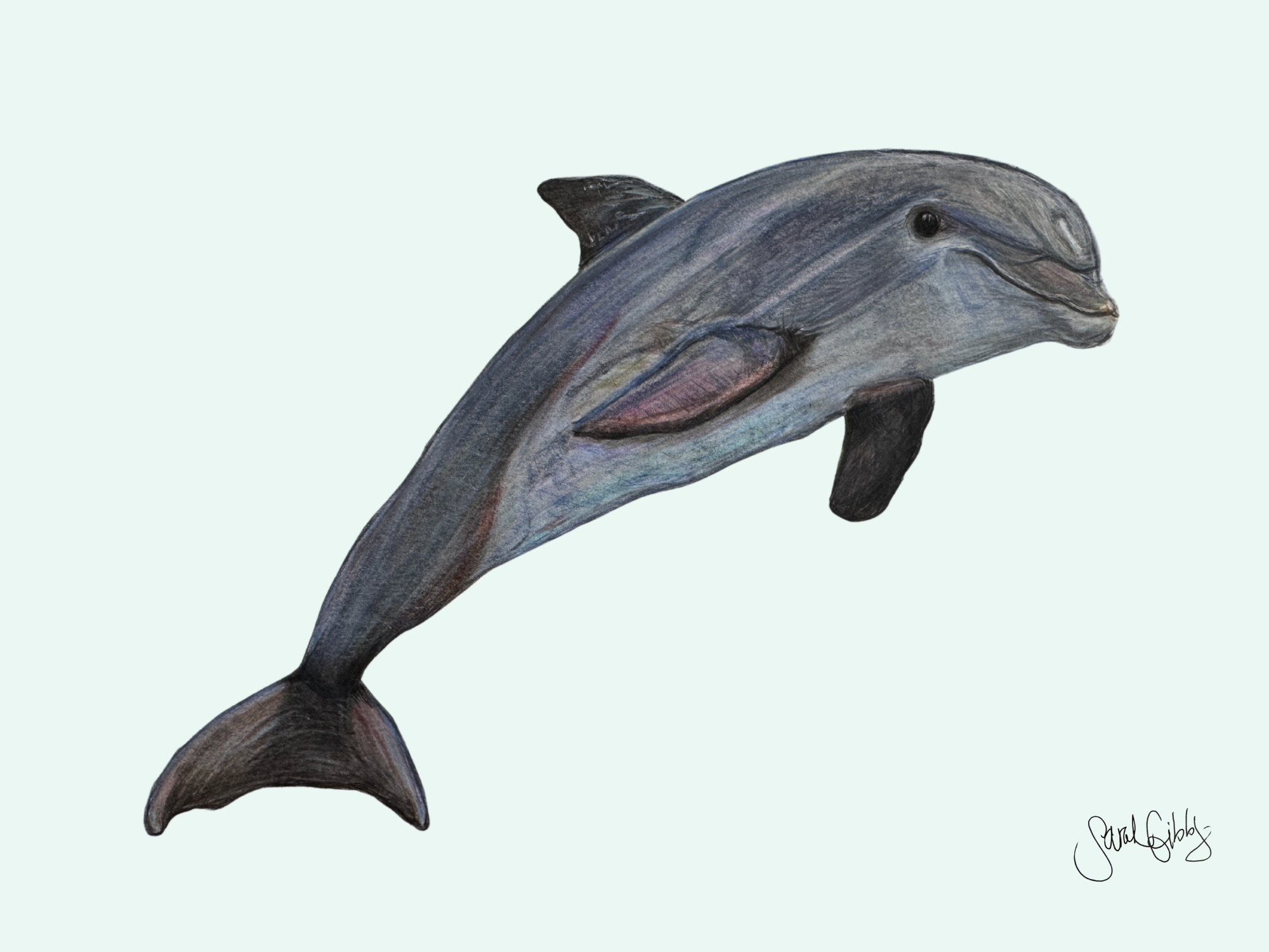 Dolphin Art Print