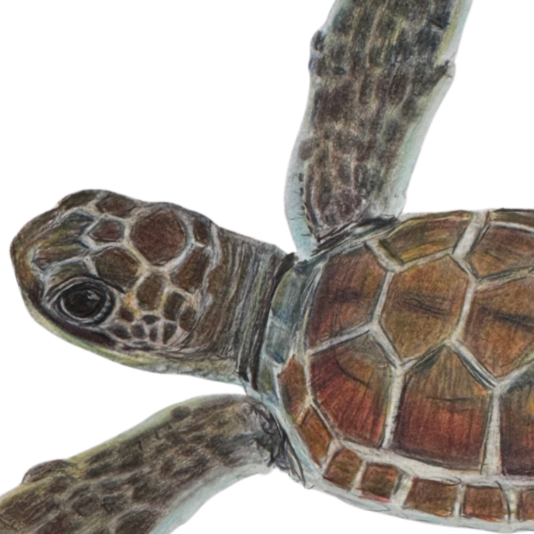 Little+Baby+Sea+Turtle+Thumb+Nail.png