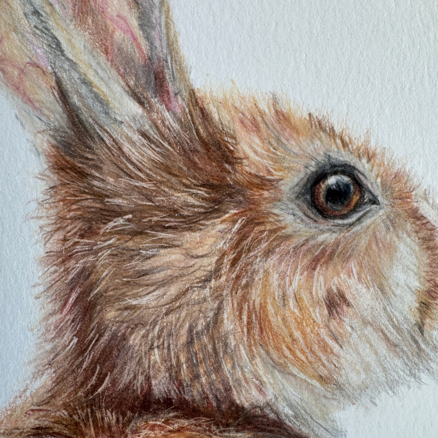 rabbit art original.png