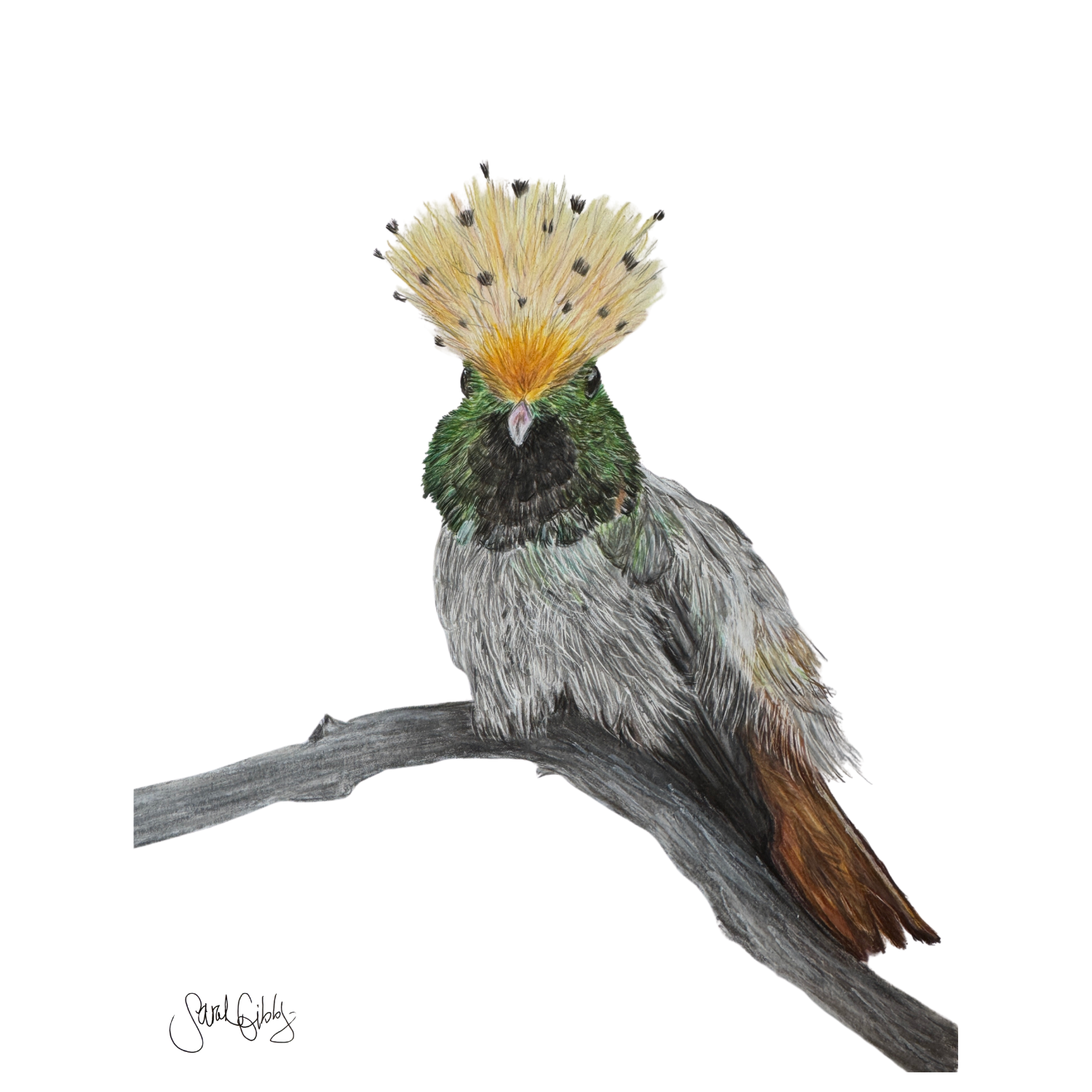 teech spangled coquette hummingbird art
