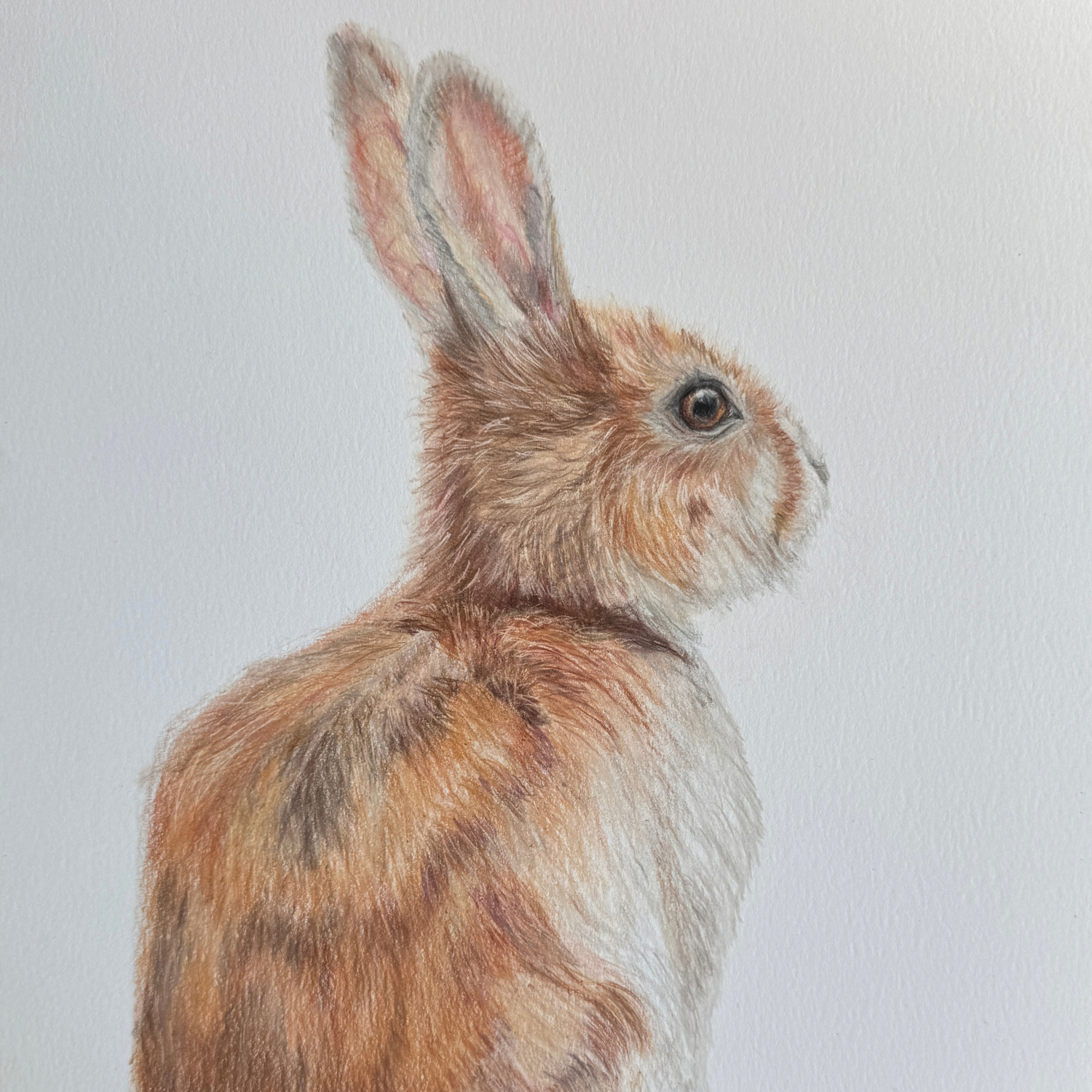 rabbit art.png