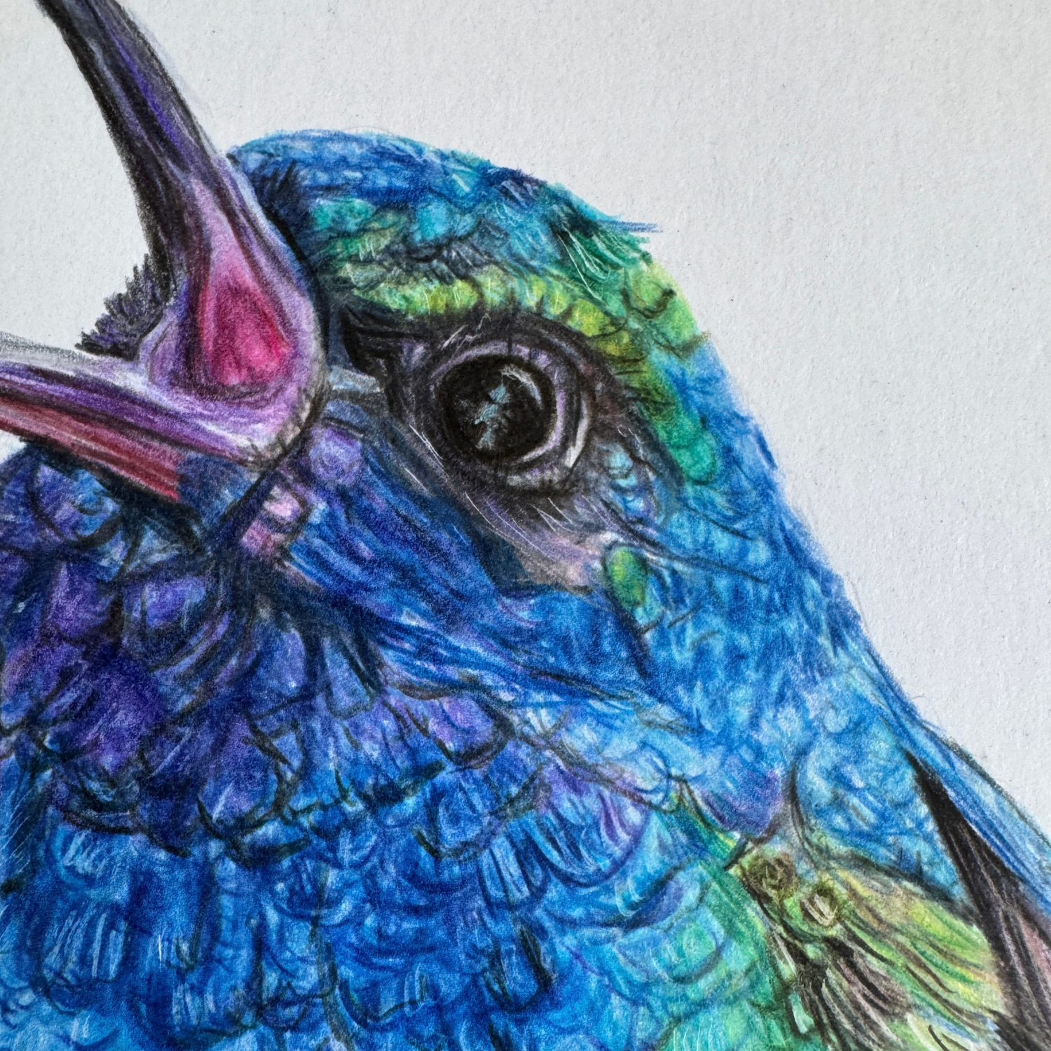 hummingbird singing art.png