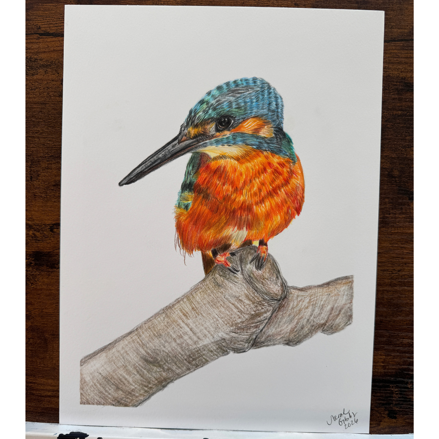 kingfisher drawing.png