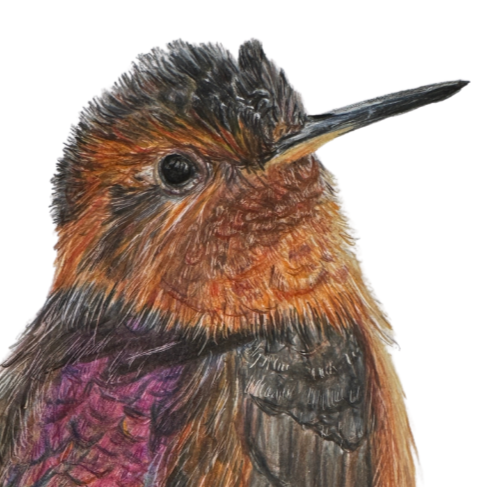 Wallen+Hummingbird+Universal+Thumbnail.png