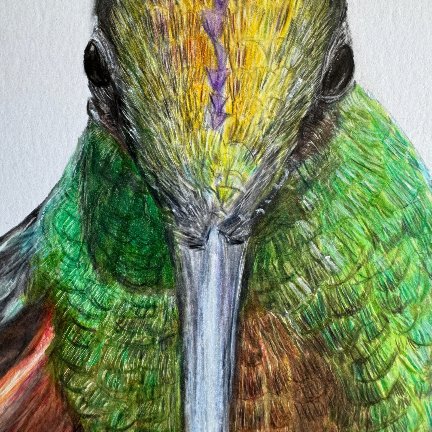 colorful humingbird colred pencil.png (Copy)