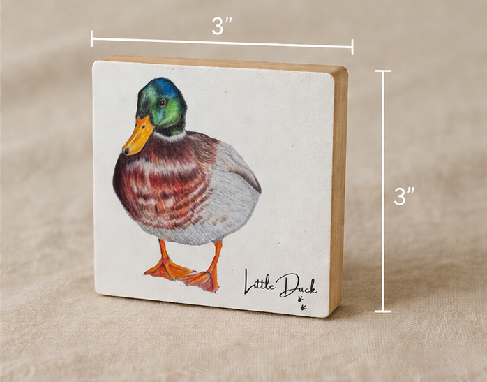mallard duck little 4.png
