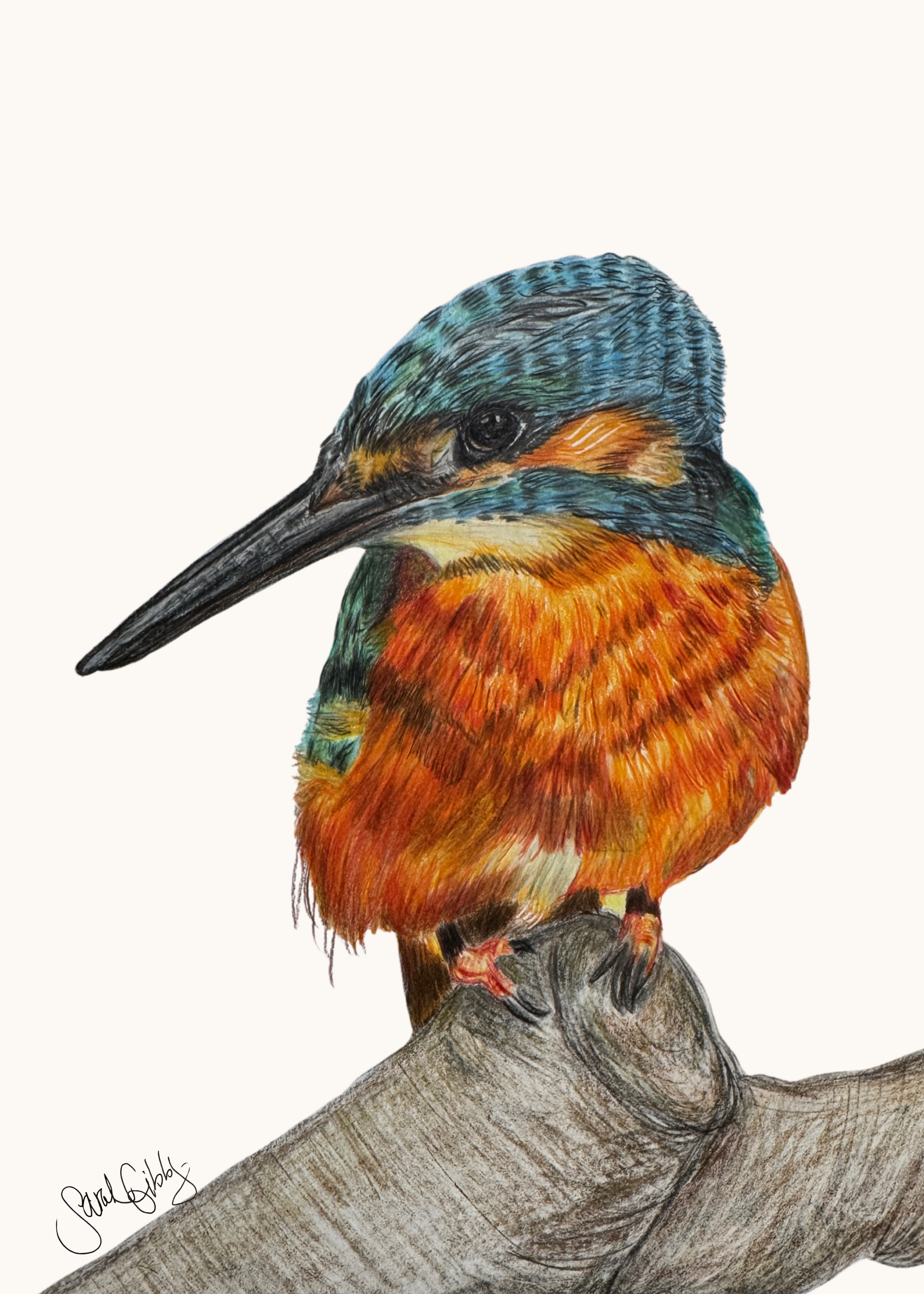 Kingfisher Art Print