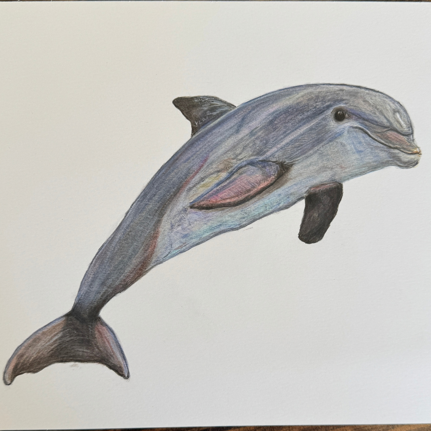 dolphin colored pencil.png