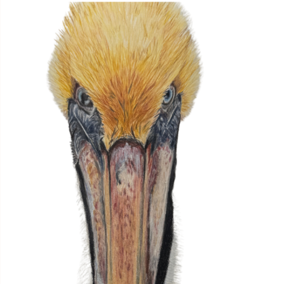Pelican Artwork