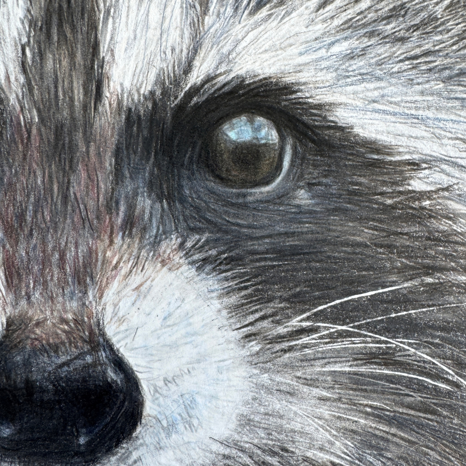 raccoon art.png