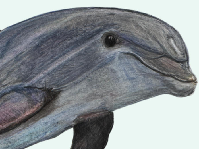 Dolphin+Universal+Thumbnail.png