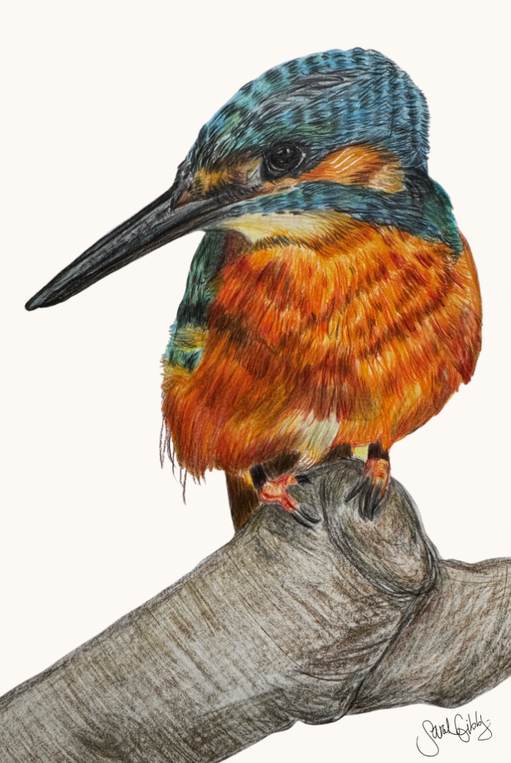 Kingfisher Art Print