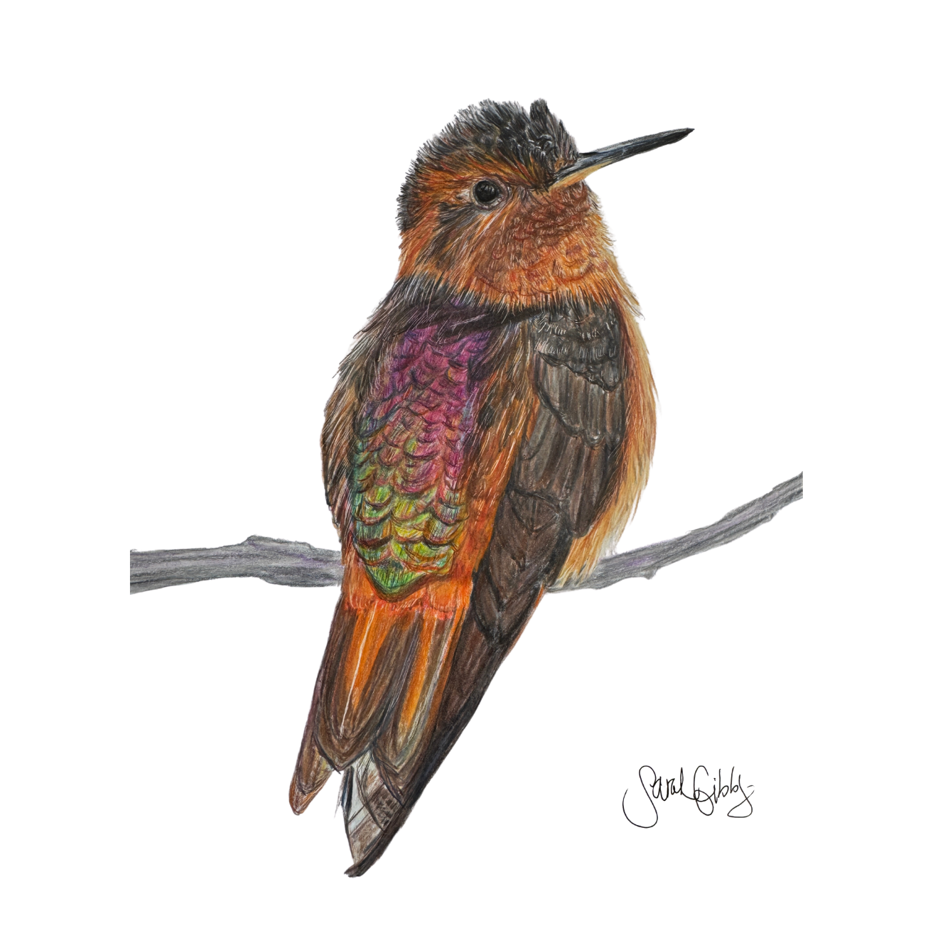 Wallen Hummingbird Universal Thumbnail.png