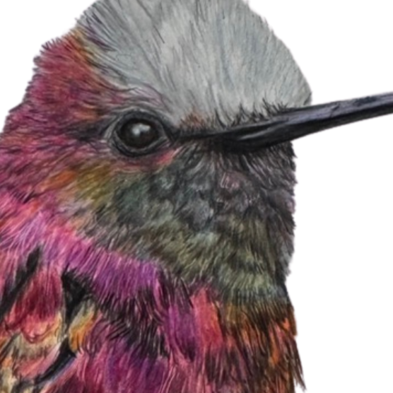 Carol+Snowtuft+Hummingbird+Universal+Thumbnail.png