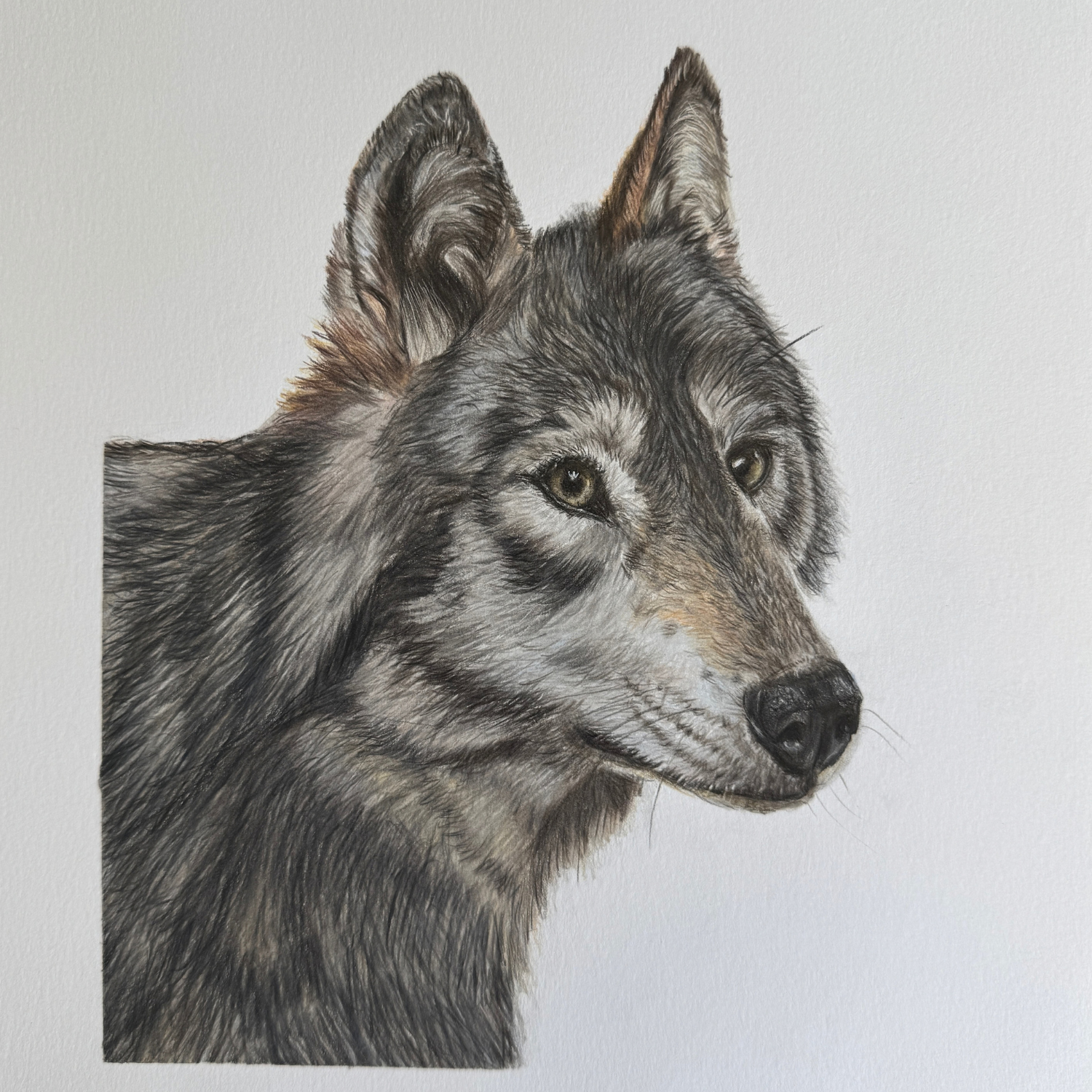 original wolf art.png