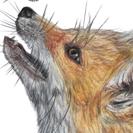 Fox+Mom+and+Pup+Art+Print+Universal+Thumbnail.png