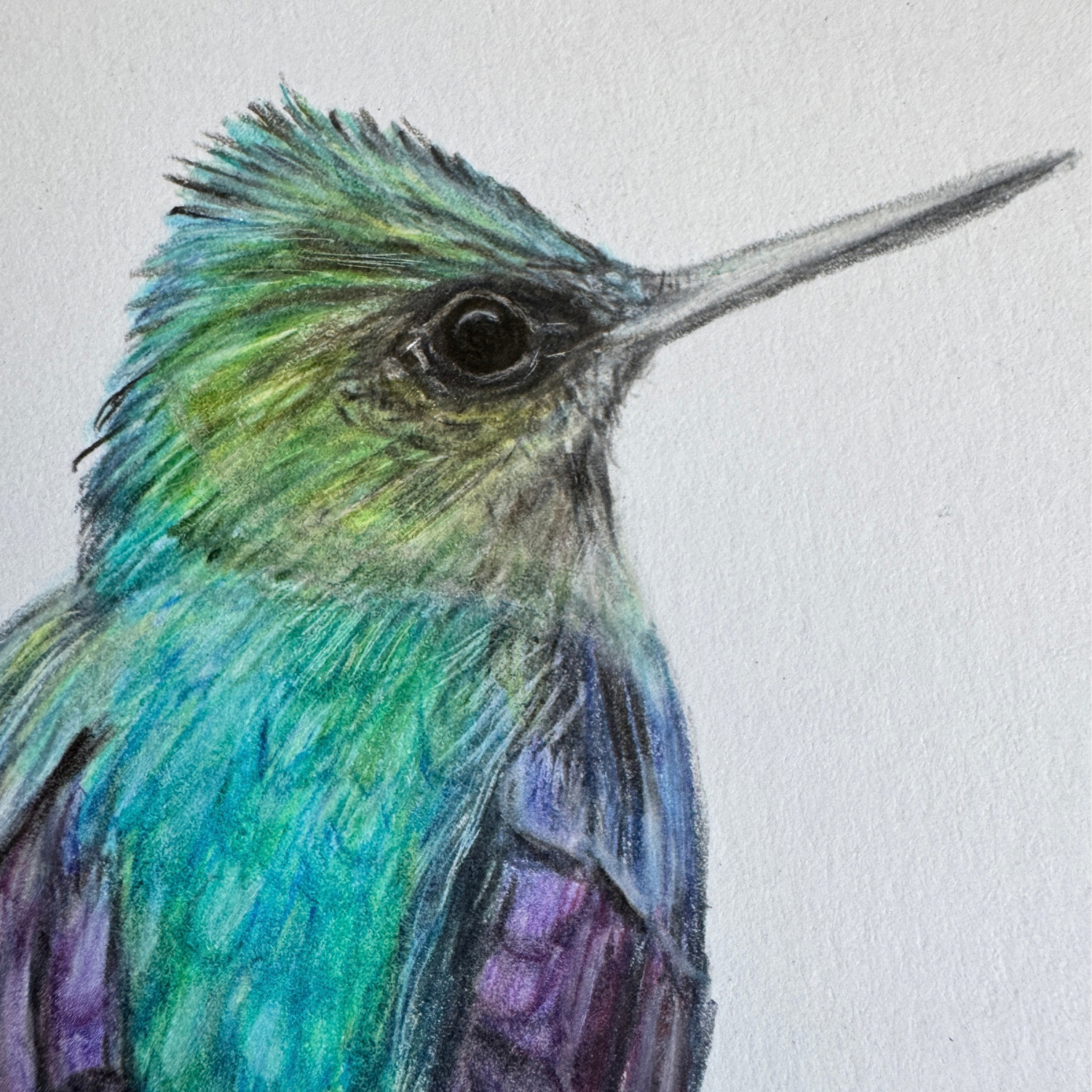 hummingbird art.png