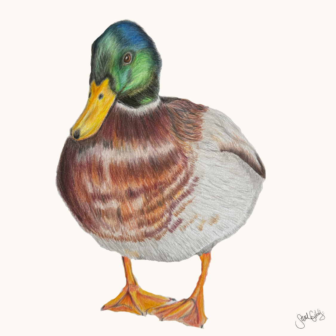 Duck Universal Thumbnail.png