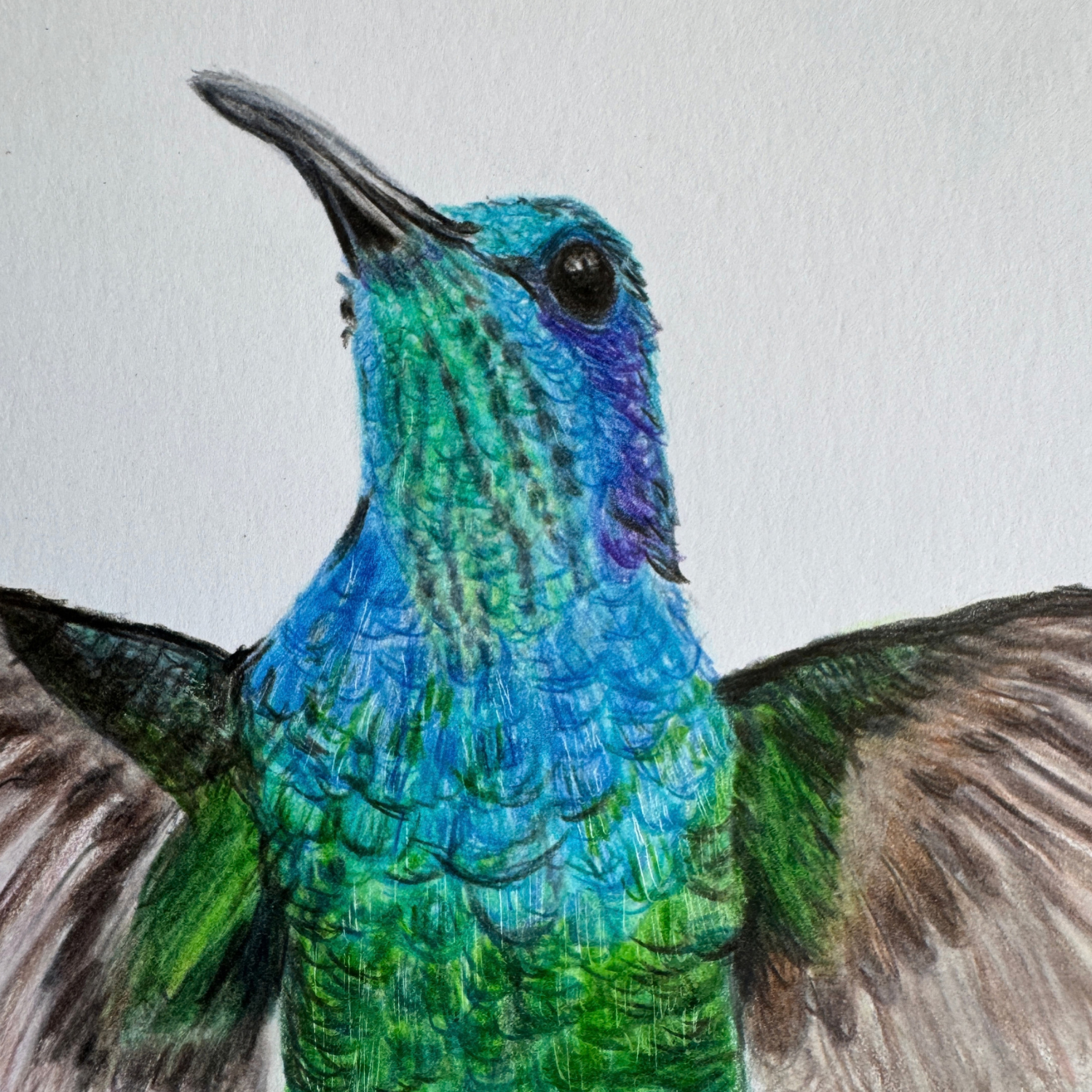 "Aerial" - Hummingbird - Original Art -DISCOUNTED - Read Description