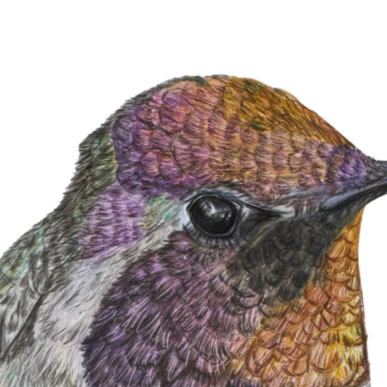 Annas+Hummingbird+Art+Universal+Thumbnail.png