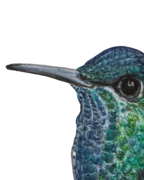 Fabio+Green+Blue+HUmmingbird+Print+Thumbnail.png