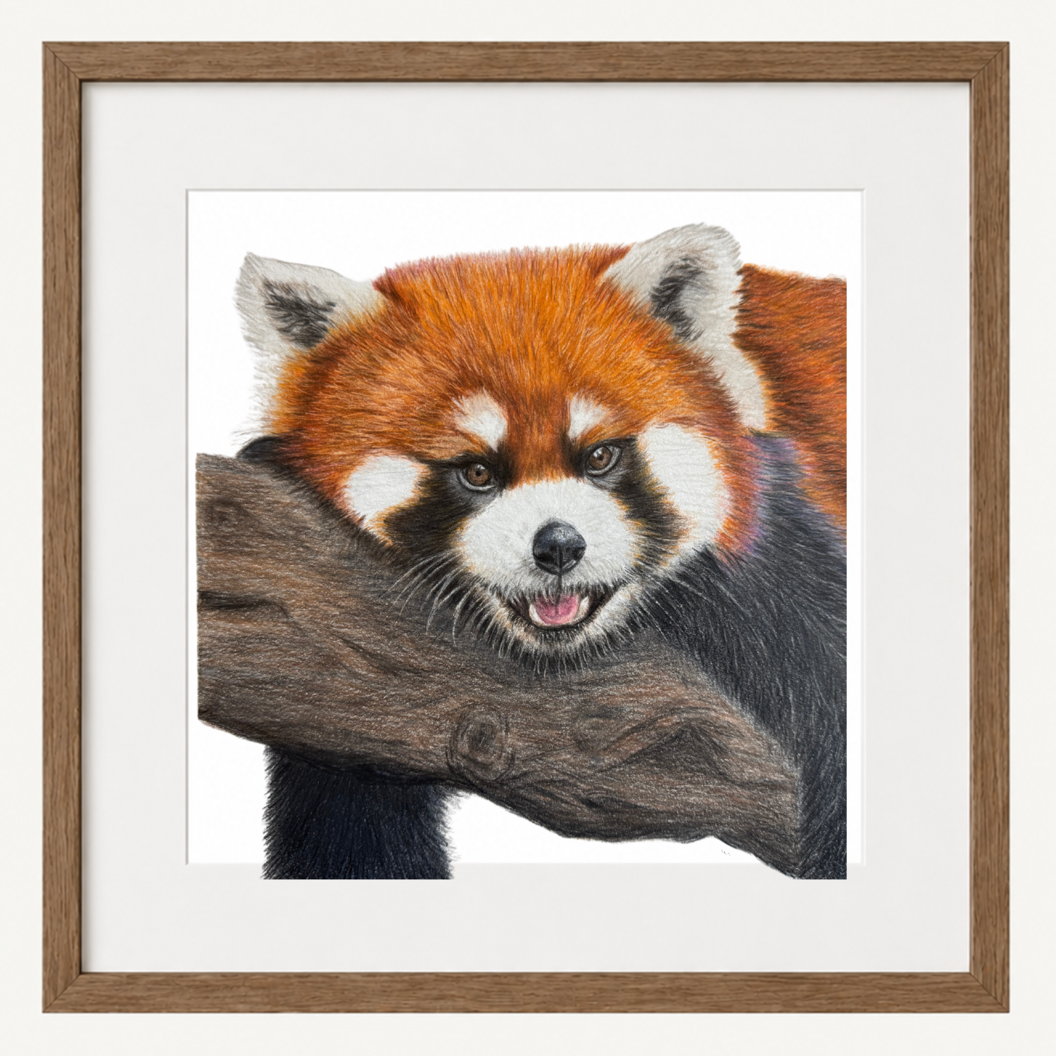 Red Panda Art Print