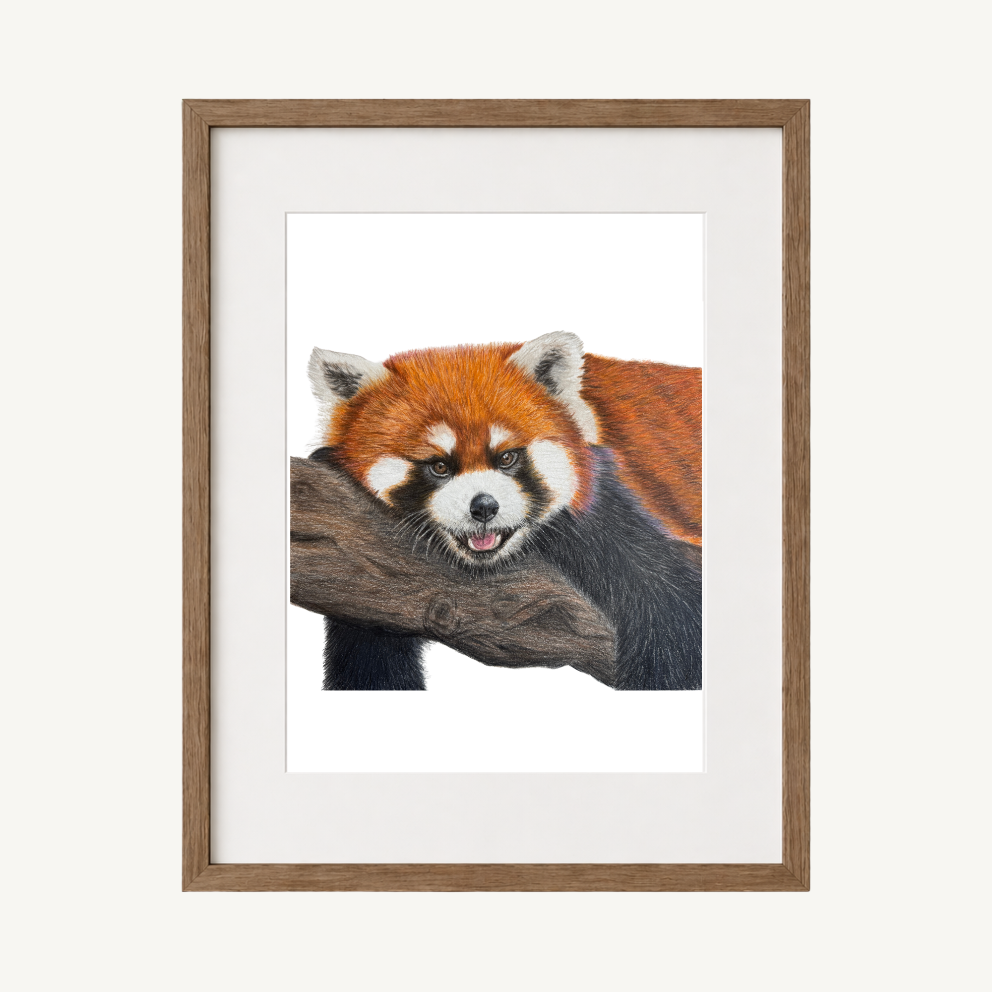Red Panda Thumbnail.png