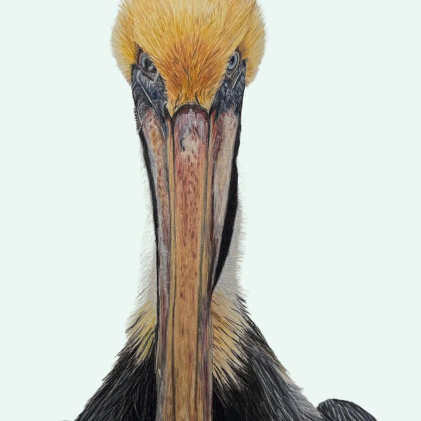 Pelican+Universal+Thumbnail.png