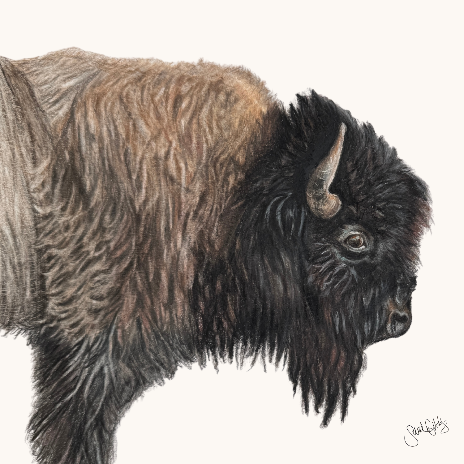 Bison Universal Thumbnail.png
