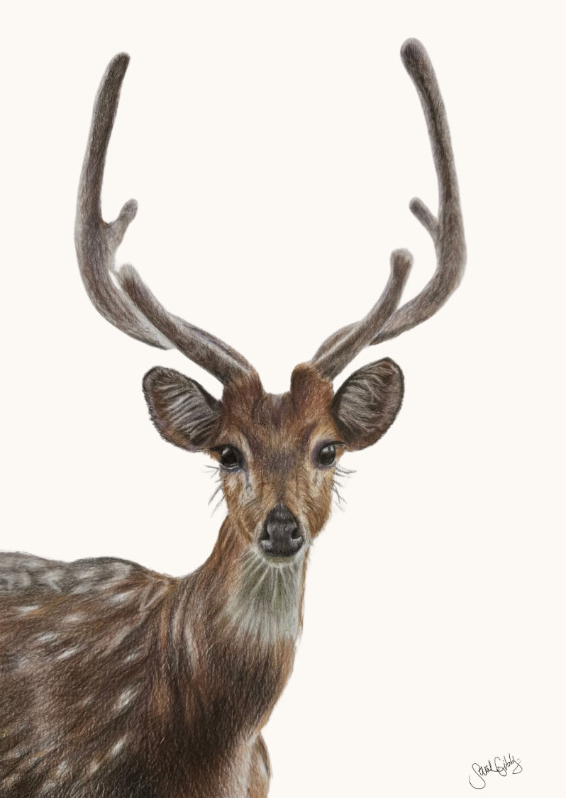 Deer Universal Thumbnail.png