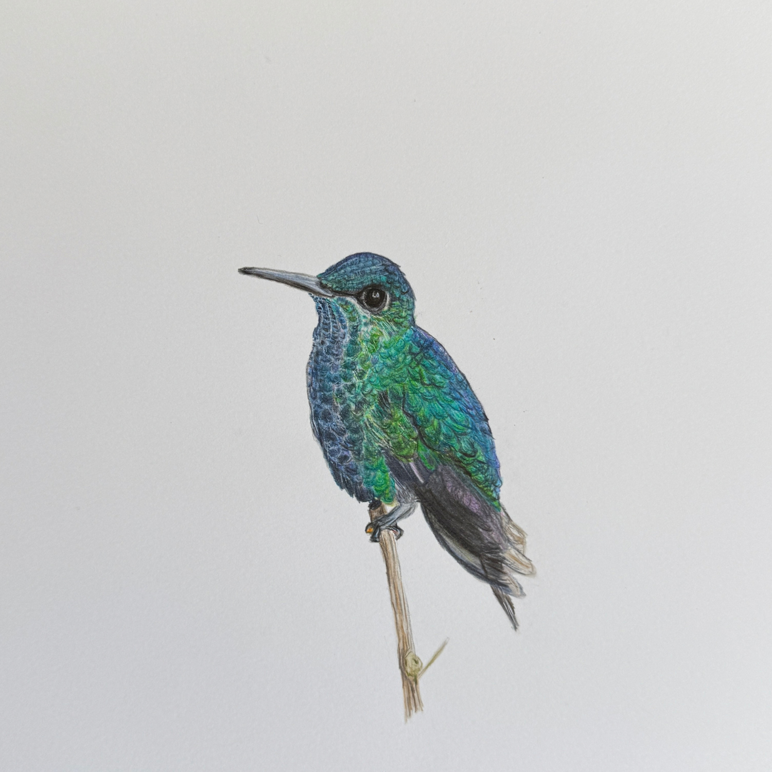 pretty hummingbird.png