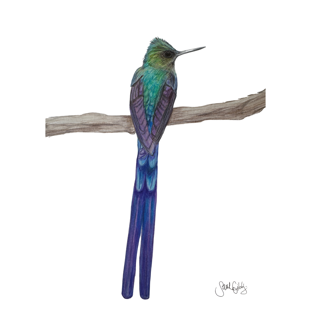 Hemingway violet tailed sylph hummingbird art