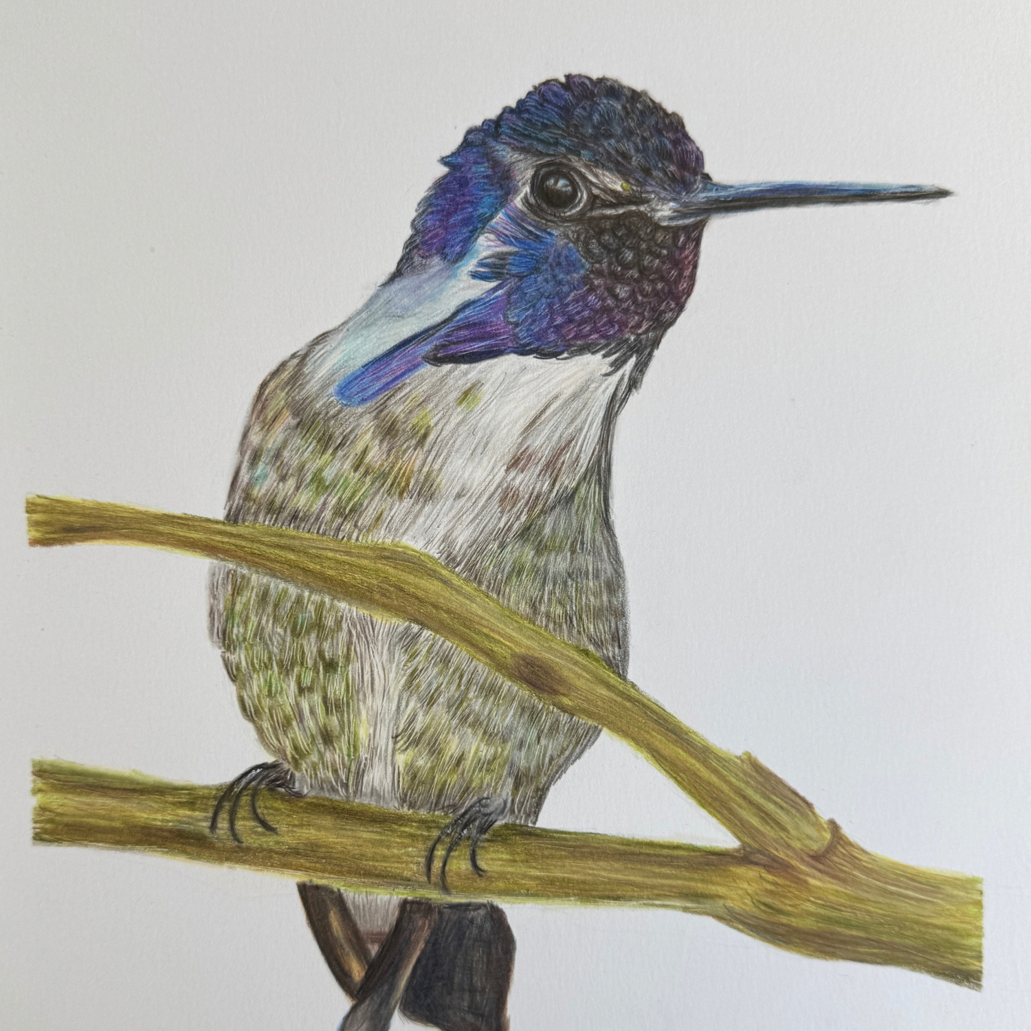 "Bob" - Hummingbird - Original Art