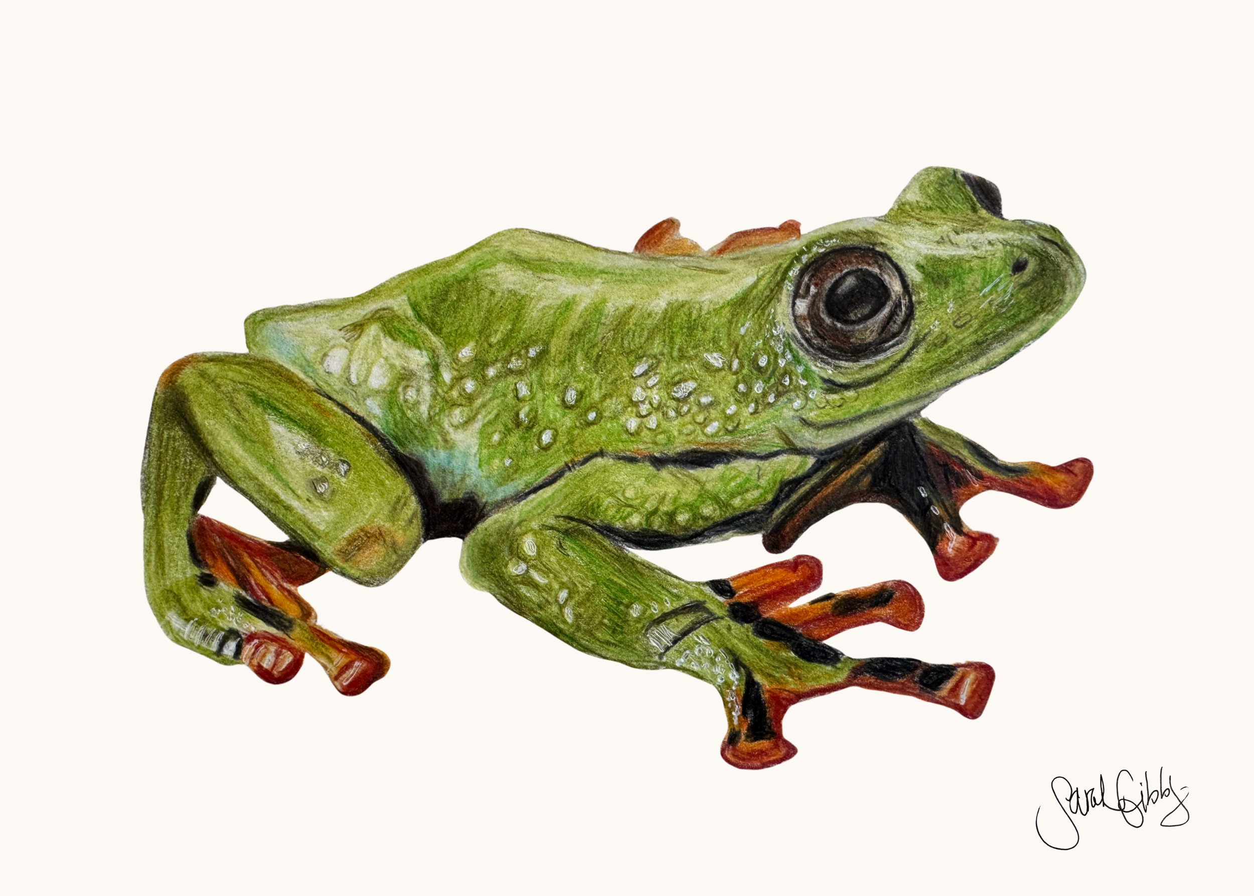 Frog Art Print