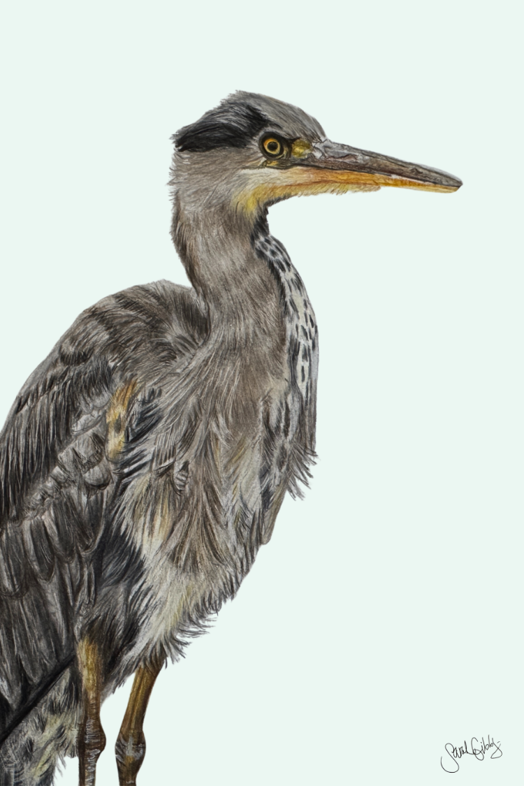 Heron Art Print